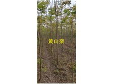 九江市林木種苗中心 打造綠色生態(tài)，引領優(yōu)質樹木種植新篇章