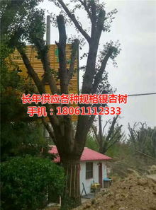 遠森銀杏苗木種植專業(yè)合作社 深耕銀杏產業(yè)，從苗木到果實的全鏈條發(fā)展