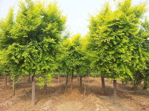 招遠市興義苗木種植專業(yè)合作社 綠色產業(yè)的專業(yè)踐行者