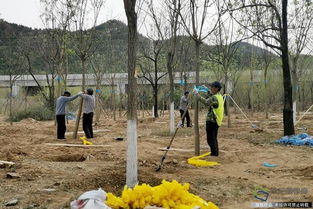 北京興延高速昌平段完成6600畝樹木栽植，構(gòu)筑京北綠色生態(tài)走廊