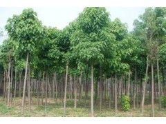 河南省太康縣國新苗木種植專業(yè)合作社 優(yōu)質(zhì)速生楸樹，規(guī)格齊全，大量供應(yīng)