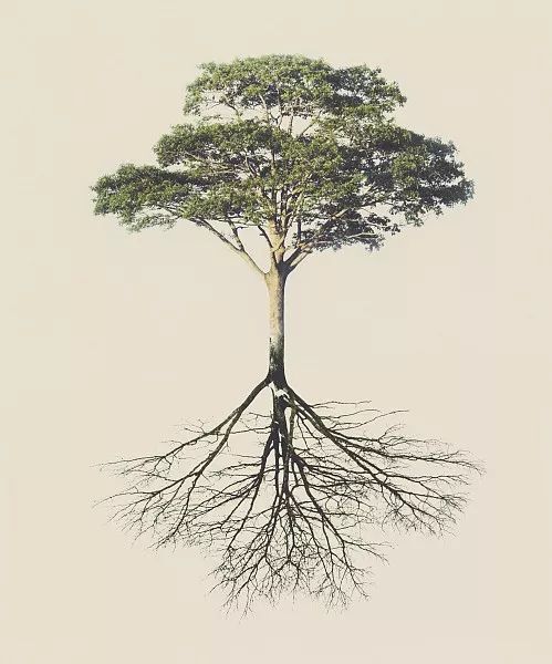 綠化苗木移植過程中土球散了怎么辦？