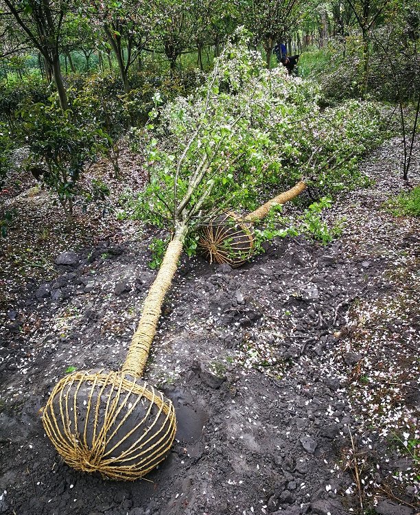 成都西府海棠種植基地 供應北美海棠，直發全國工程景觀